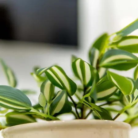 Arcade Panoramic View アパート ヴォロス