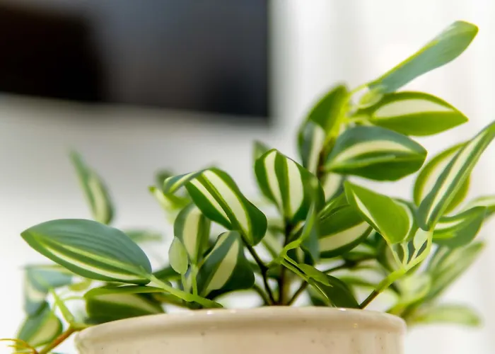 Arcade Panoramic View Apartment Volos